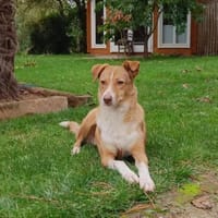 Cherry, freundliche Hündin, Hündin zur Adoption