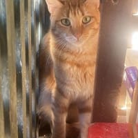 Handicap Katze Rodi aus dem Tierschutz, Katze zur Adoption