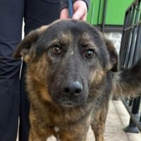 SHARUKH wäre gern dein Freund, Hund zur Adoption