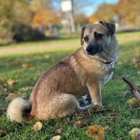 Ello - junger Kerl sucht seine Familie, Hund zur Adoption