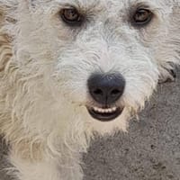 ALISHA ❤, Hündin zur Adoption