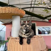 Süße Glückskatze Tita 9 Monate, Katze zur Adoption