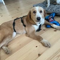 Tolle Hündin Kira sucht Zuhause, Hündin zur Adoption