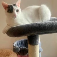 Penny und Pepe, Kater zur Adoption