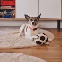 BORI ❤, Hündin zur Adoption