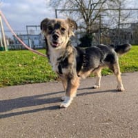 Ilay - bereit für sein Für-Immer-Zuhause, Hund zur Adoption