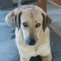 Johnny sucht seine Familie, Hund zur Adoption