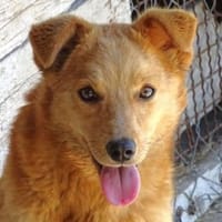 MEGGY sucht Koerbchen, Hündin zur Adoption