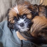 COOKIE - wie wär's mit Lieblingshund?, Hund zur Adoption