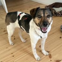 Menschenbezogene Lucy sucht Familie, Hündin zur Adoption