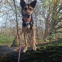 Pukki Herz auf 4 Pfoten, Hund zur Adoption