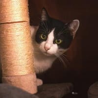 Pia sucht Kuschelplatz, Katze zur Adoption