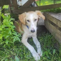 Chicco  💜💜💜 sucht Happy-Home, Hund zur Adoption