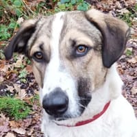 Jaro, Hund zur Adoption