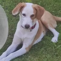 Cappucino 💙💙💙 sucht Happy-Home, Hund zur Adoption