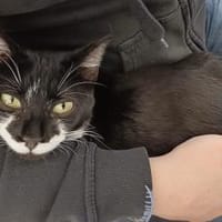 Klelia, verspieltes Katzenmädchen, 1J, Katze zur Adoption