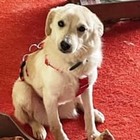 Amali ist einfach nur bezaubernd + lieb!, Hündin zur Adoption