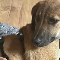 Lolly wartet schon auf dich, Hündin zur Adoption