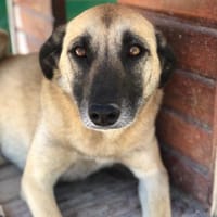 Calotta will auftauen, Hündin zur Adoption