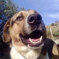 Kiwi ist liebenswert und freundlich, Hund zur Adoption