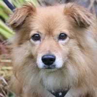 Rico - wünscht sich ein Zuhause, Hund zur Adoption