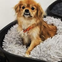 Rubino ist ein ganz toller, cleverer Bub, Hund zur Adoption