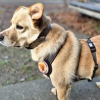 Schüchterne Sintra sucht Ruhepol, Hündin zur Adoption