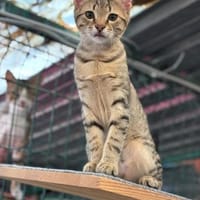 Lennox, Kater zur Adoption