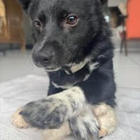 Winnie Pooth ist ein liebes Hundekind 🐾, Hund zur Adoption