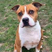 Elton CAA14381, chien à adopter