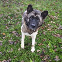 lili caa14383, chienne à adopter