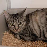 ABY, chatte à adopter