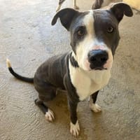 Max, chien à adopter