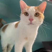 YODA, chat à adopter