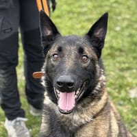 JACKY, chien à adopter