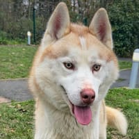 Tesla CAA14396, chien à adopter