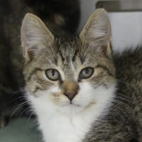 GINGER, chat à adopter