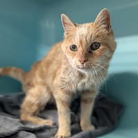 ISIDORE, chat à adopter