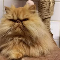 Rhomy, chatte à adopter