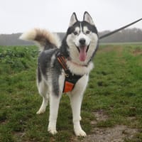 ROGEY HAA24677, chien à adopter