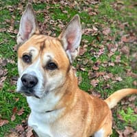 Clash CAA14397, chien à adopter