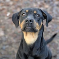 TOUPIE, chienne à adopter