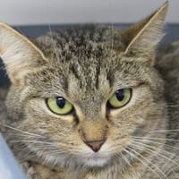 PRINCESSE, chatte à adopter