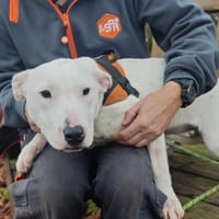 BLANCHETTE, chienne à adopter