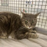 MINOUCHETTE, chatte à adopter