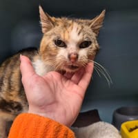 PATRONUS, chatte à adopter