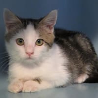 Lilox, chat à adopter