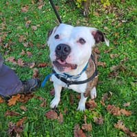 Narco, chien à adopter