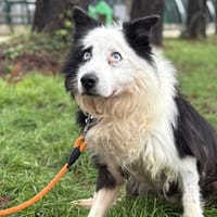 BUDDY, chien à adopter