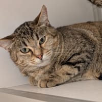 Opale, chatte à adopter